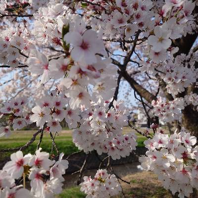 生まれ変わるSADA