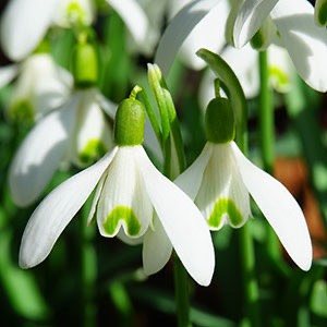 たまぽん【白昼夢heavy user】のプロフィール画像